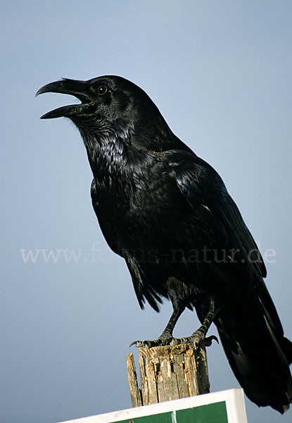 Kolkrabe (Corvus corax)