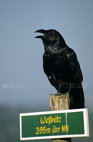 Kolkrabe (Corvus corax)