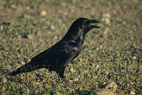 Kolkrabe (Corvus corax)