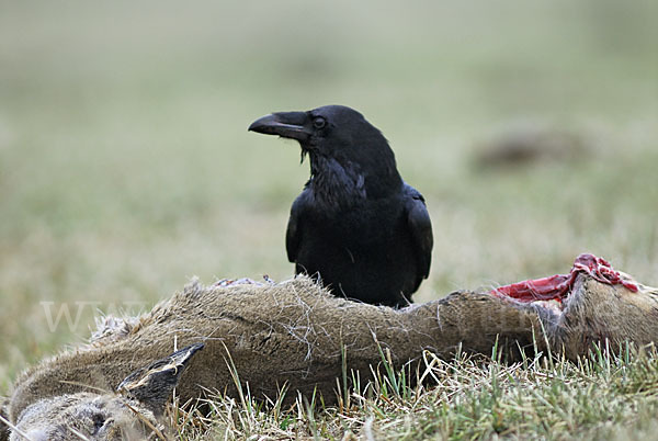 Kolkrabe (Corvus corax)