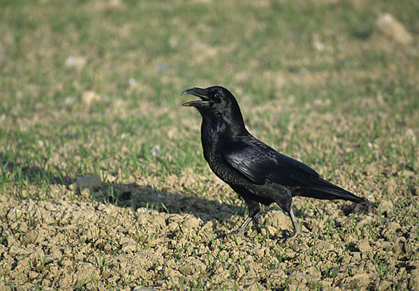 Kolkrabe (Corvus corax)