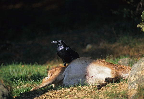 Kolkrabe (Corvus corax)