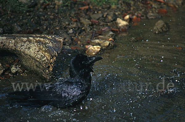 Kolkrabe (Corvus corax)