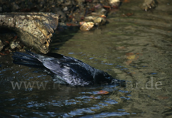 Kolkrabe (Corvus corax)