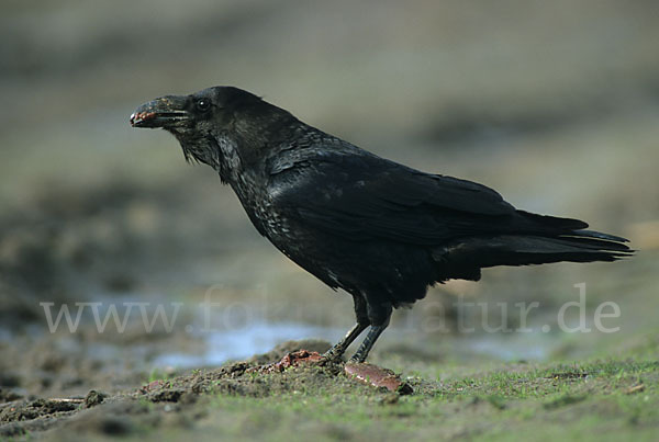 Kolkrabe (Corvus corax)