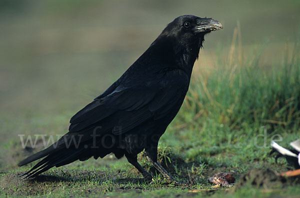 Kolkrabe (Corvus corax)