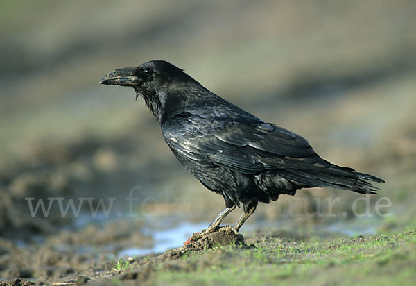 Kolkrabe (Corvus corax)