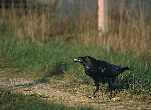 Kolkrabe (Corvus corax)