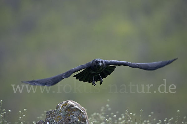 Kolkrabe (Corvus corax)