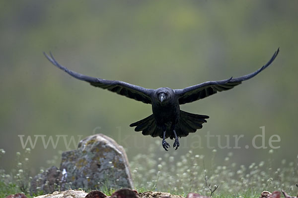 Kolkrabe (Corvus corax)