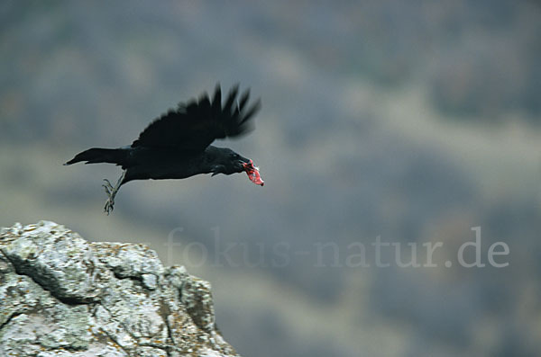 Kolkrabe (Corvus corax)