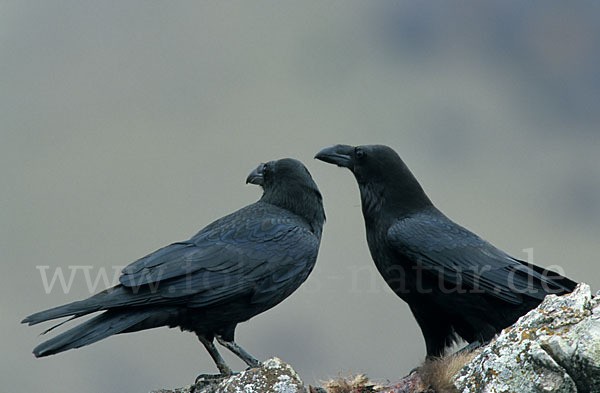 Kolkrabe (Corvus corax)