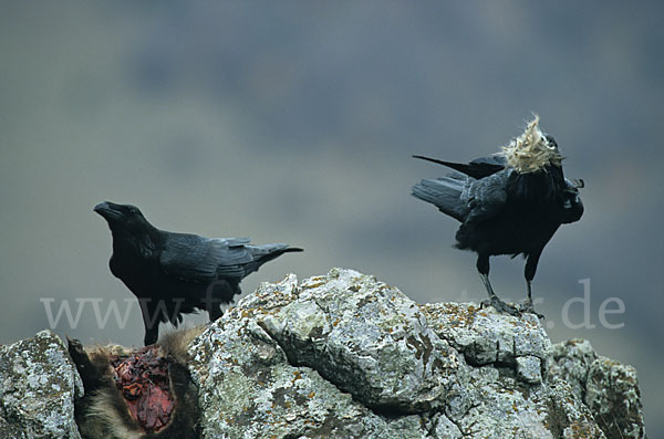 Kolkrabe (Corvus corax)