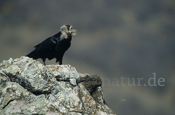 Kolkrabe (Corvus corax)