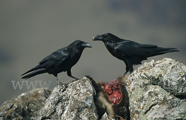 Kolkrabe (Corvus corax)