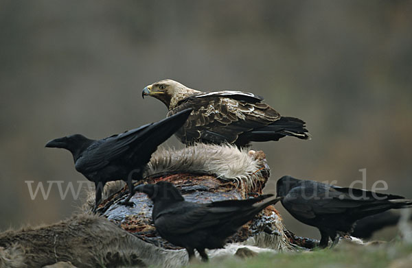 Kolkrabe (Corvus corax)