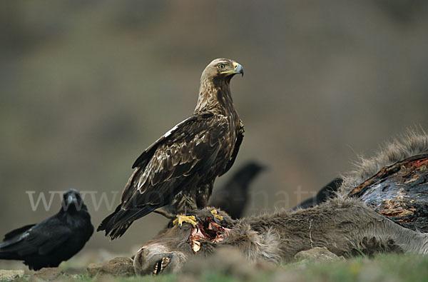 Kolkrabe (Corvus corax)