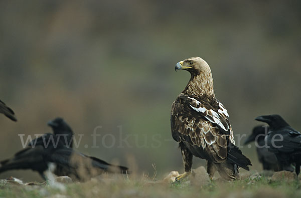 Kolkrabe (Corvus corax)