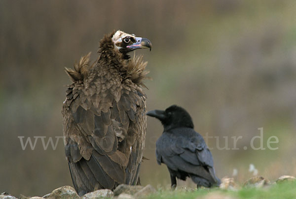 Kolkrabe (Corvus corax)