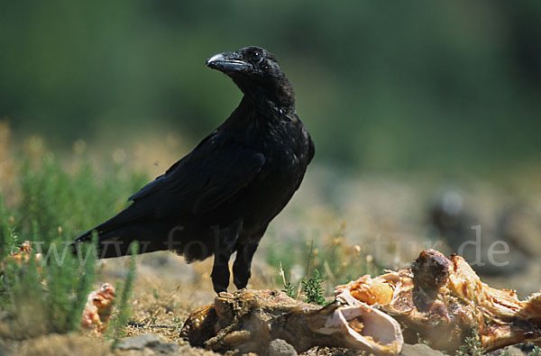 Kolkrabe (Corvus corax)