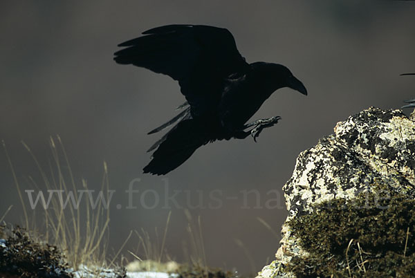 Kolkrabe (Corvus corax)