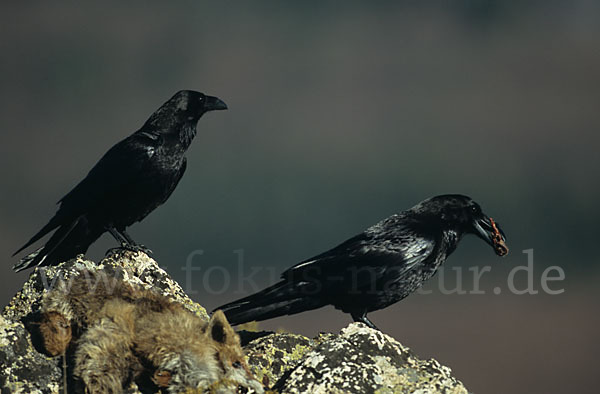 Kolkrabe (Corvus corax)