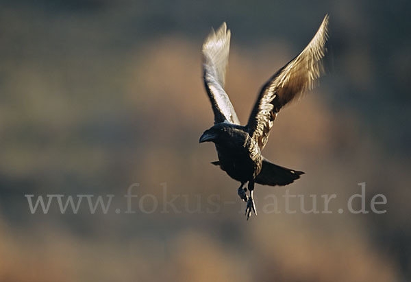 Kolkrabe (Corvus corax)