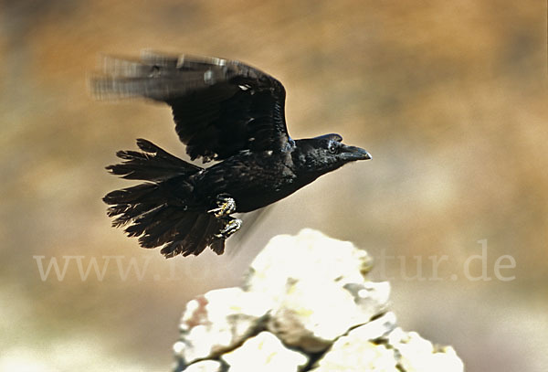 Kolkrabe (Corvus corax)