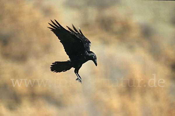 Kolkrabe (Corvus corax)