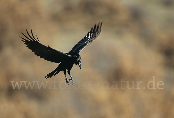 Kolkrabe (Corvus corax)