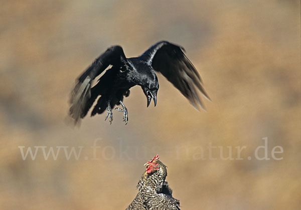 Kolkrabe (Corvus corax)