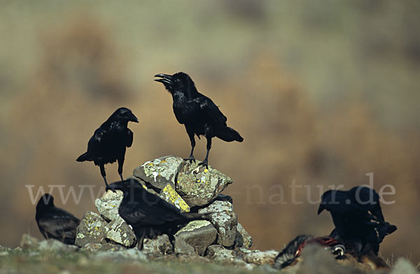 Kolkrabe (Corvus corax)