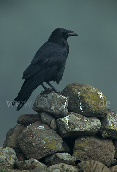 Kolkrabe (Corvus corax)