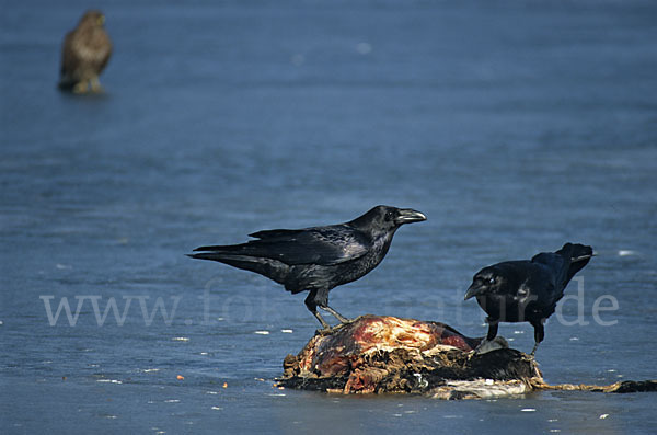 Kolkrabe (Corvus corax)