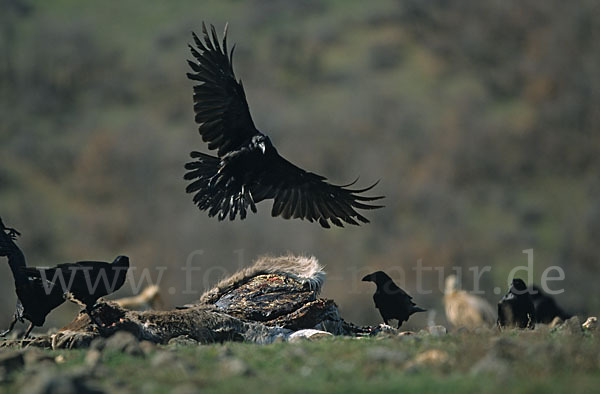 Kolkrabe (Corvus corax)