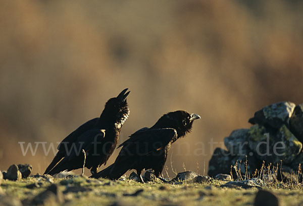 Kolkrabe (Corvus corax)