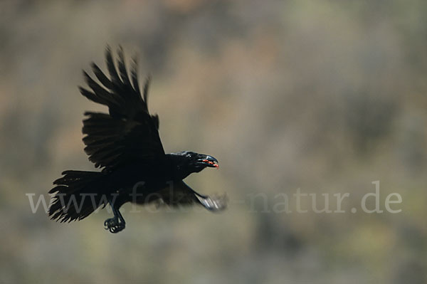 Kolkrabe (Corvus corax)