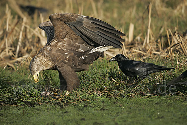 Kolkrabe (Corvus corax)