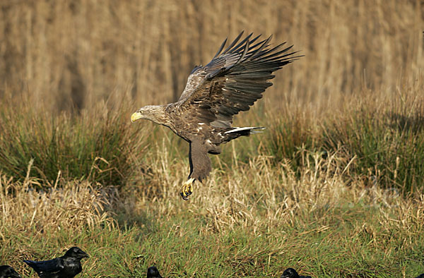 Kolkrabe (Corvus corax)