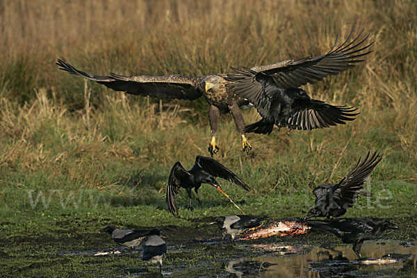 Kolkrabe (Corvus corax)