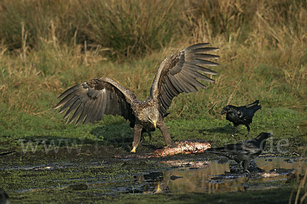 Kolkrabe (Corvus corax)