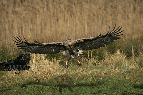 Kolkrabe (Corvus corax)