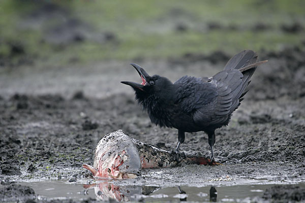 Kolkrabe (Corvus corax)