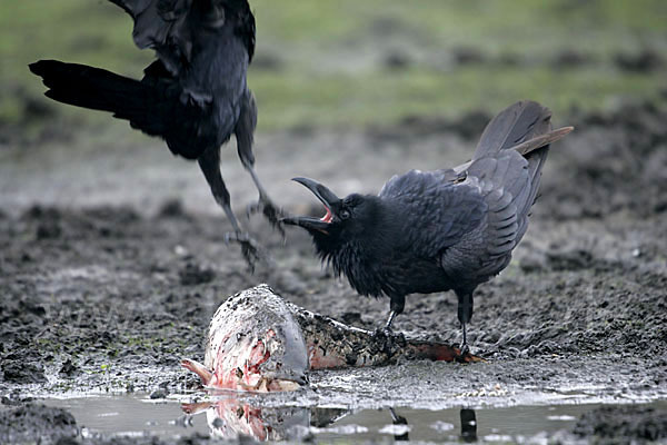 Kolkrabe (Corvus corax)