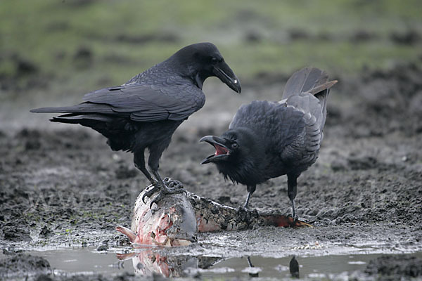 Kolkrabe (Corvus corax)