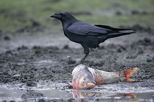 Kolkrabe (Corvus corax)