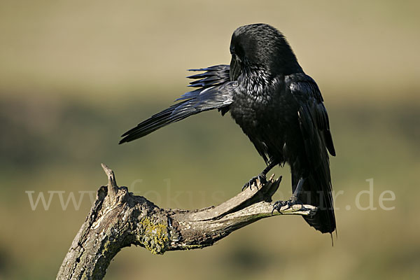 Kolkrabe (Corvus corax)