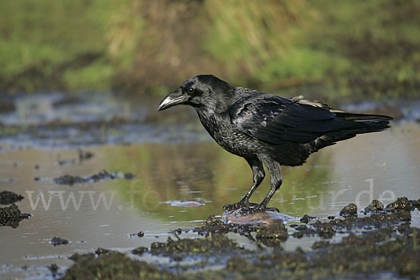 Kolkrabe (Corvus corax)