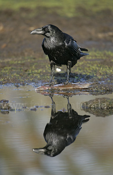 Kolkrabe (Corvus corax)