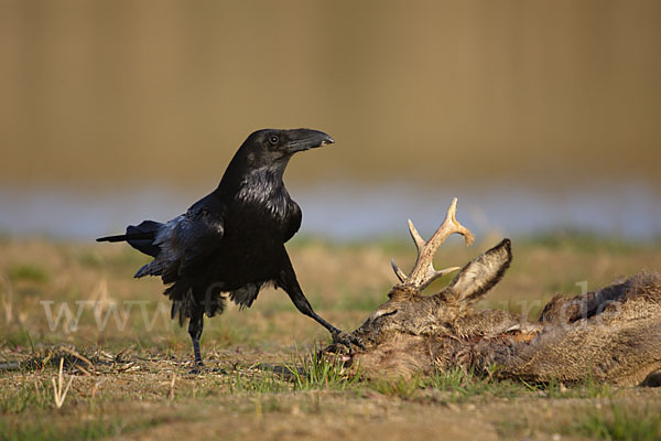 Kolkrabe (Corvus corax)